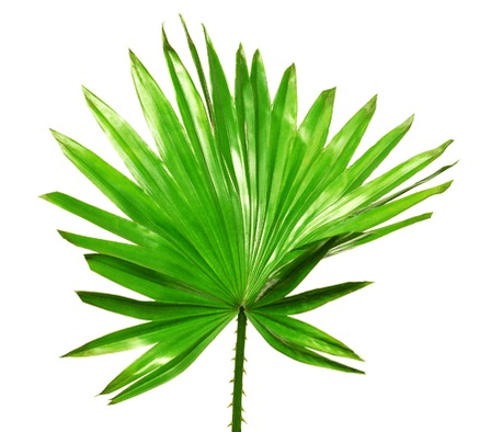 Είδα φρούτα palmetto σε Uromexil Forte